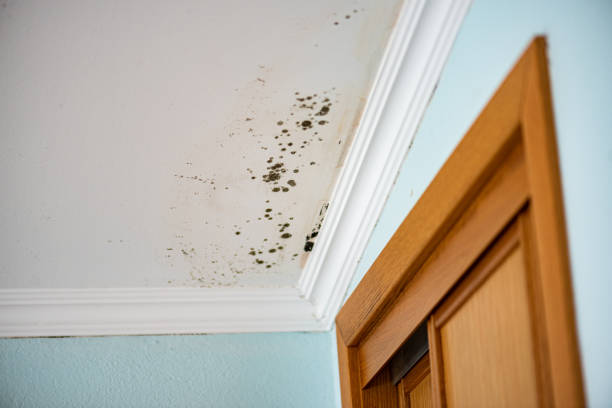 Best Residential Mold Removal  in Woods Creek, WA
