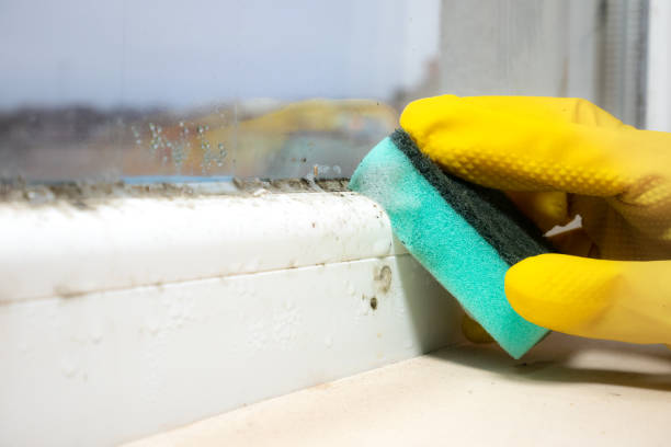 Mold Removal Process in Woods Creek, WA