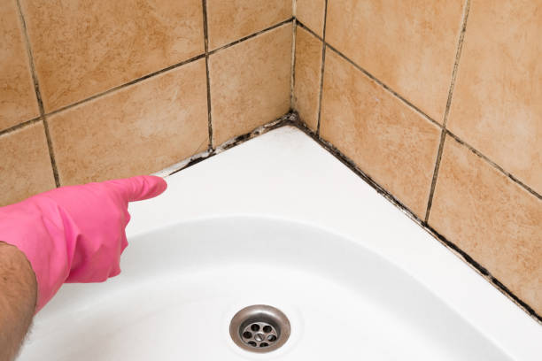 Crawl Space Mold Removal in Woods Creek, WA
