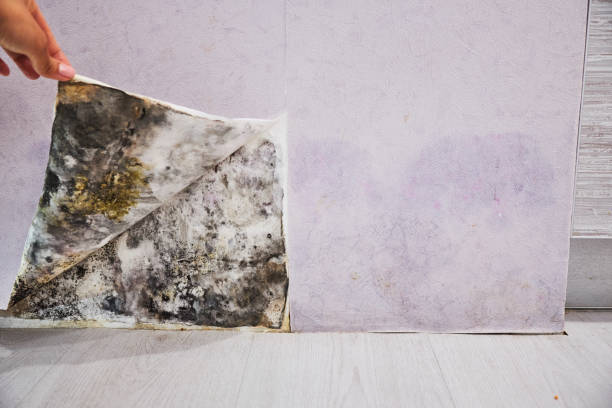Best Commercial Mold Removal  in Woods Creek, WA